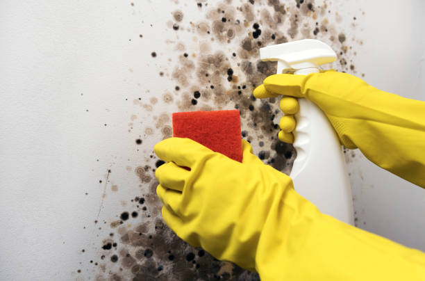 Office Mold Removal Services in Syracuse, UT